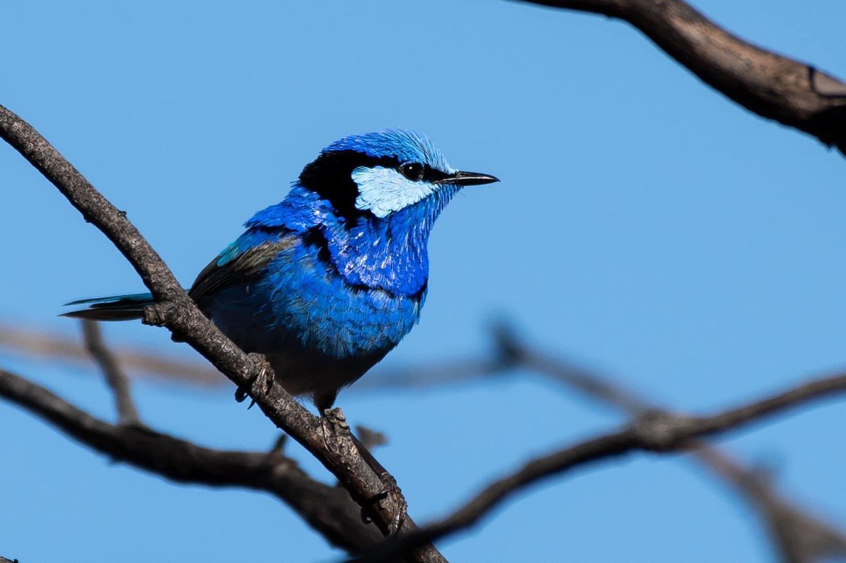SigdenC's tweet photo. The splendid fairywren and the sky #WildOz https://t.co/lctBFkzmd2