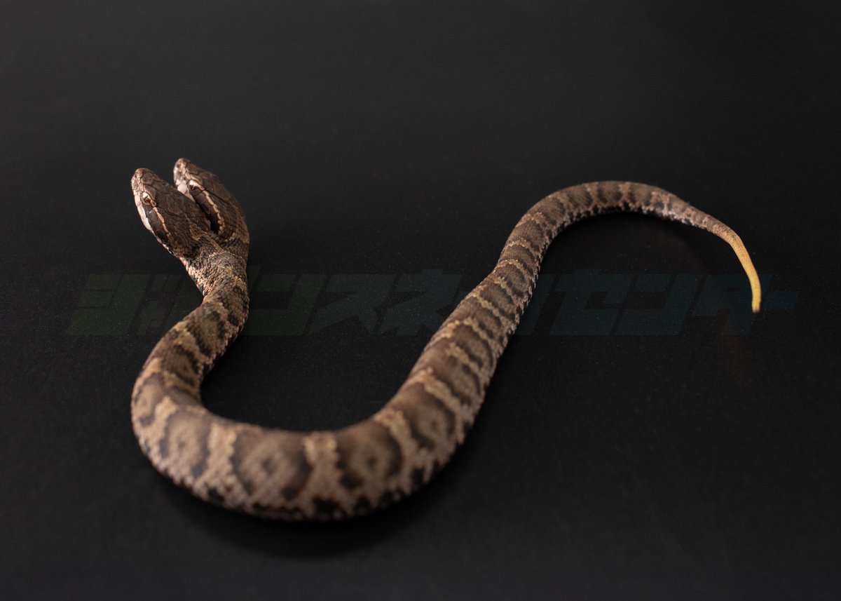 ３匹の蛇 F9wvQ9FbMAAJe1M.jpg?format=jpg