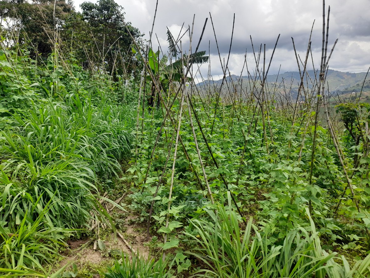 Kabaya_sector (@kabayasector) on Twitter photo Ibi n'ibishyimbo bihinze mu mudugudu wa Kabeza akagari ka Mwendo umurenge wa #Kabaya in <a href="/NgororeroDistr/">Ngororero District</a>!l Akavura katagiye kare umusaruro wazaba mwiza Ibi n'ibishyimbo bihinze mu mudugudu wa Kabeza akagari ka Mwendo umurenge wa #Kabaya in <a href="/NgororeroDistr/">Ngororero District</a>!l Akavura katagiye kare umusaruro wazaba mwiza