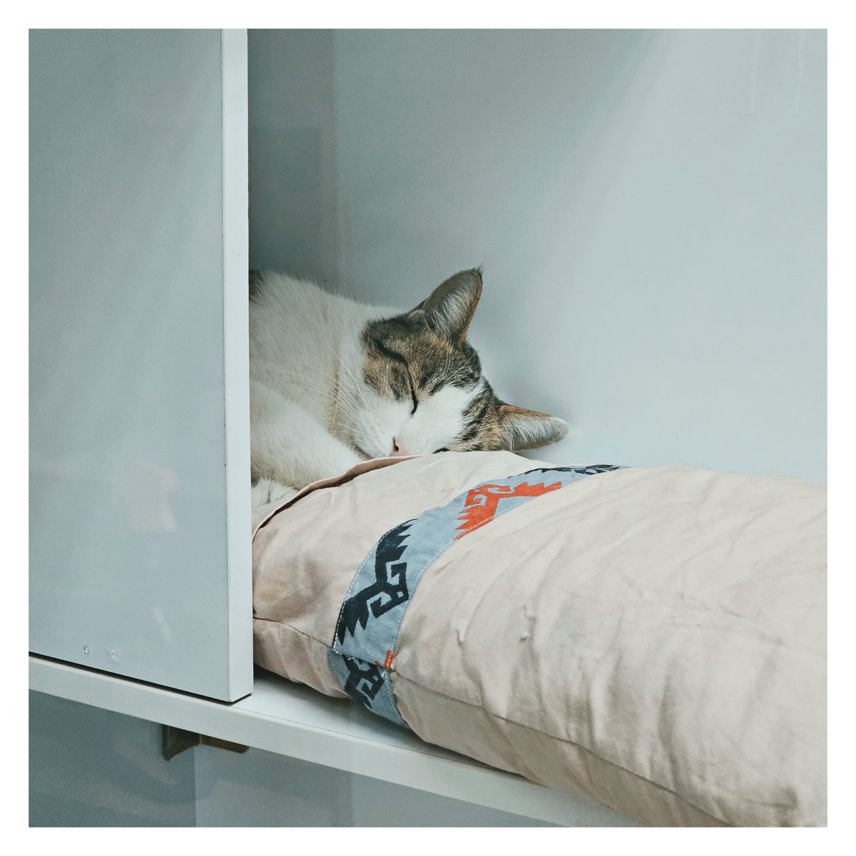 بابای پابلو tweet media