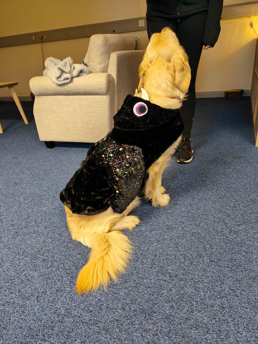 Bella the Therapy Dog tweet media