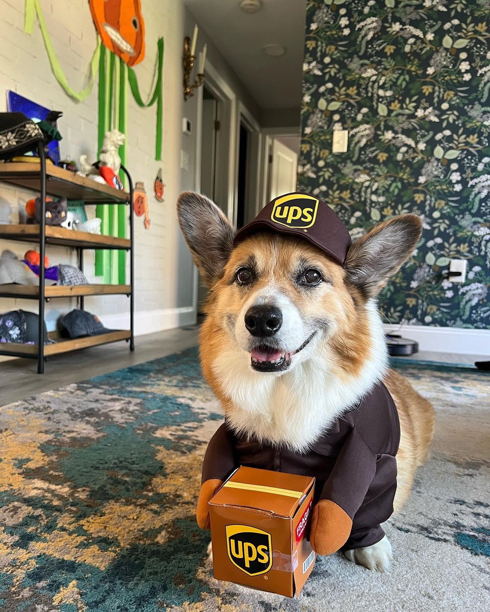 13 years old and refuses to retire 🙄 #ups #upsdriver #corgi #Halloween