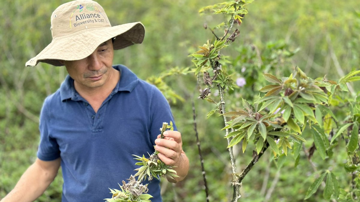 CassavaDiseaseSolutionsAsia (@cassdiseaseasia) on Twitter photo Fields 100% infected with CWBD 🧙♀️ 🧹 🦠 in Thateng District, Salavan Province 🇱🇦. Huge losses in farmer income and opens the door for movement of stems & CMD as farmers seek stems to replant.
<a href="/ACIARAustralia/">ACIAR</a> <a href="/BiovIntCIAT_eng/">Alliance of Bioversity International and CIAT</a> <a href="/Leibniz_DSMZ_en/">Leibniz-Institut DSMZ</a> Fields 100% infected with CWBD 🧙♀️ 🧹 🦠 in Thateng District, Salavan Province 🇱🇦. Huge losses in farmer income and opens the door for movement of stems & CMD as farmers seek stems to replant.
<a href="/ACIARAustralia/">ACIAR</a> <a href="/BiovIntCIAT_eng/">Alliance of Bioversity International and CIAT</a> <a href="/Leibniz_DSMZ_en/">Leibniz-Institut DSMZ</a>
