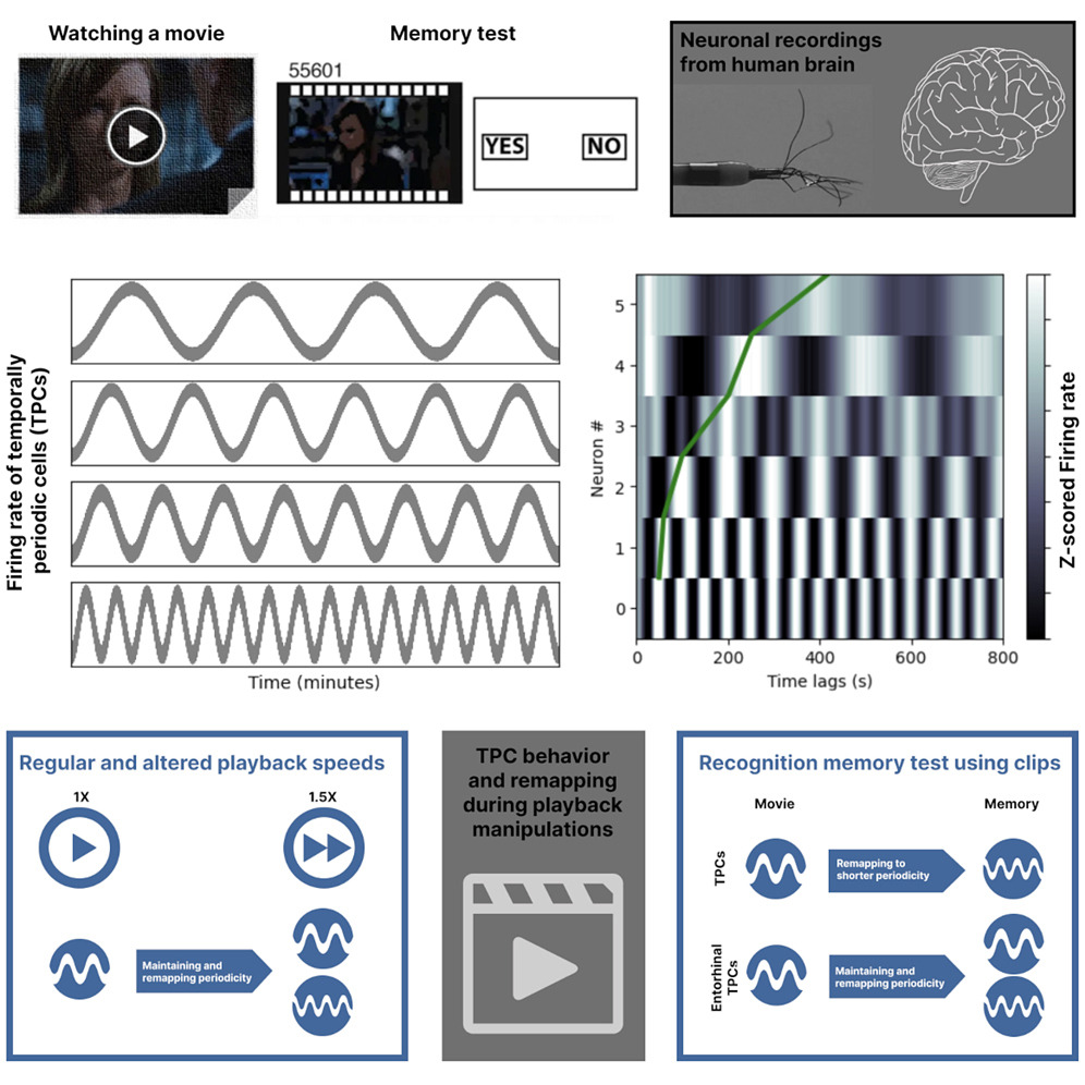 A remarkable degree of long periodicity in the human entorhinal cortex to represent time: klab.tch.harvard.edu/publications/P…