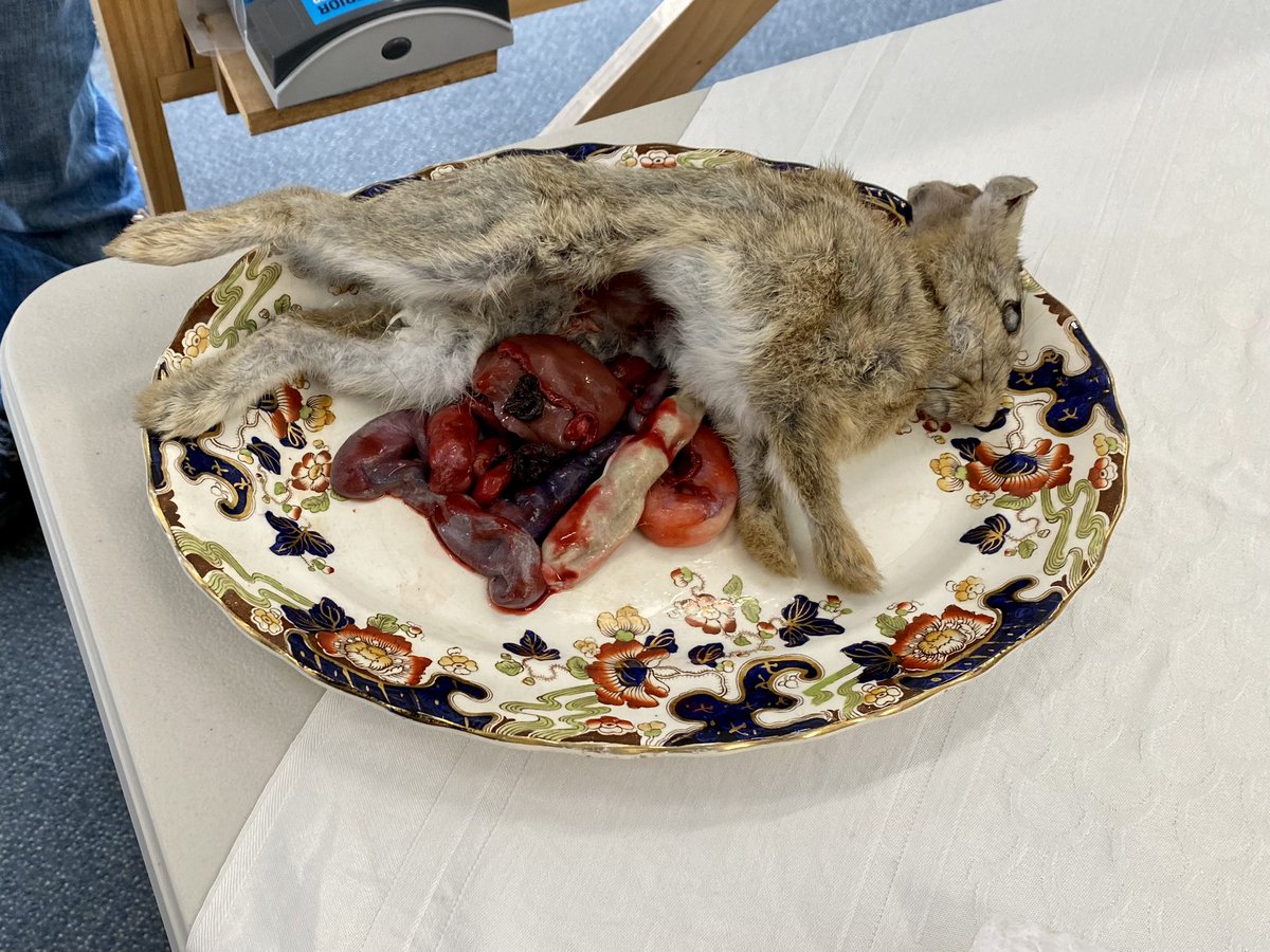 Stede Bunnet was short lived, but their impact will be felt for much longer. (No actual bunnies were harmed in the making of the scene, and the bunny guts are 100% fake - I believe completely vegetable based) #OurFlagMeansDeath