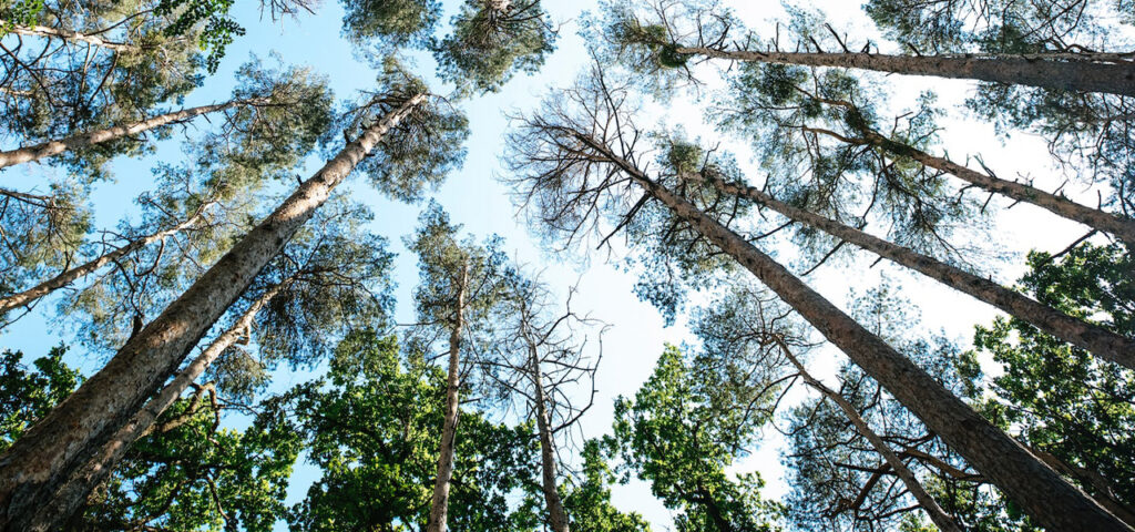 NexGenClimate's tweet image. The #Kootznoowoo Native Community Forestry Project now protects 19,856 acres of precious hemlock-spruce forests in the Dolomi and Dora Bay regions of Prince of Wales Island, Southeast Alaska. 

These areas, once heavily exploited in the 1980s, played a crucial role in timber…