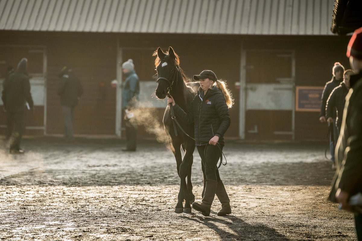 𝗧𝗵𝗲 𝗕𝗿𝗶𝘁𝗶𝘀𝗵 𝗡𝗛 𝗕𝗿𝗲𝗲𝗱𝗲𝗿𝘀 𝗦𝗵𝗼𝘄𝗰𝗮𝘀𝗲 𝗶𝘀 𝗷𝘂𝘀𝘁 𝗮𝗿𝗼𝘂𝗻𝗱 𝘁𝗵𝗲 𝗰𝗼𝗿𝗻𝗲𝗿 ⏱️

▫️ An outstanding line up of NH foals 
▫️ £10,000 foal show prize pot 

📕 shorturl.at/mFOY0

#GoffsShowcase | 2-3 Nov