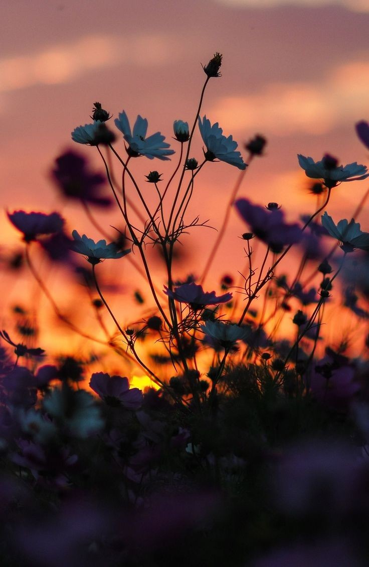 _indigodreams_'s tweet photo. sunset. my favourite time for the day. https://t.co/FFmHwXUAUp