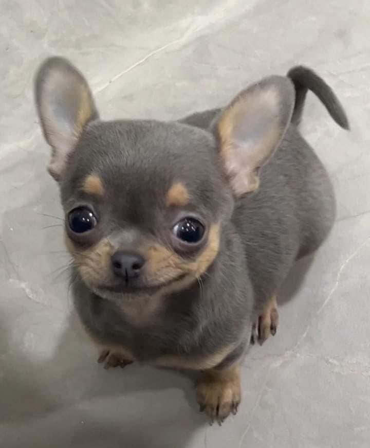 DiloConPerritos's tweet image. - ¿Por qué le pusiste Kevin a tu perrito?
-