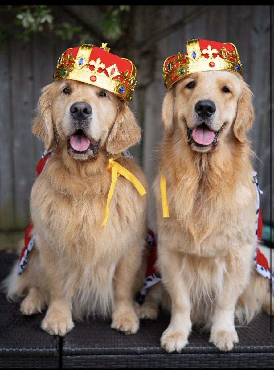 Happy Halloween from the royal floofs 🤴🏼👑🇬🇧#Halloween #goldenretrievers