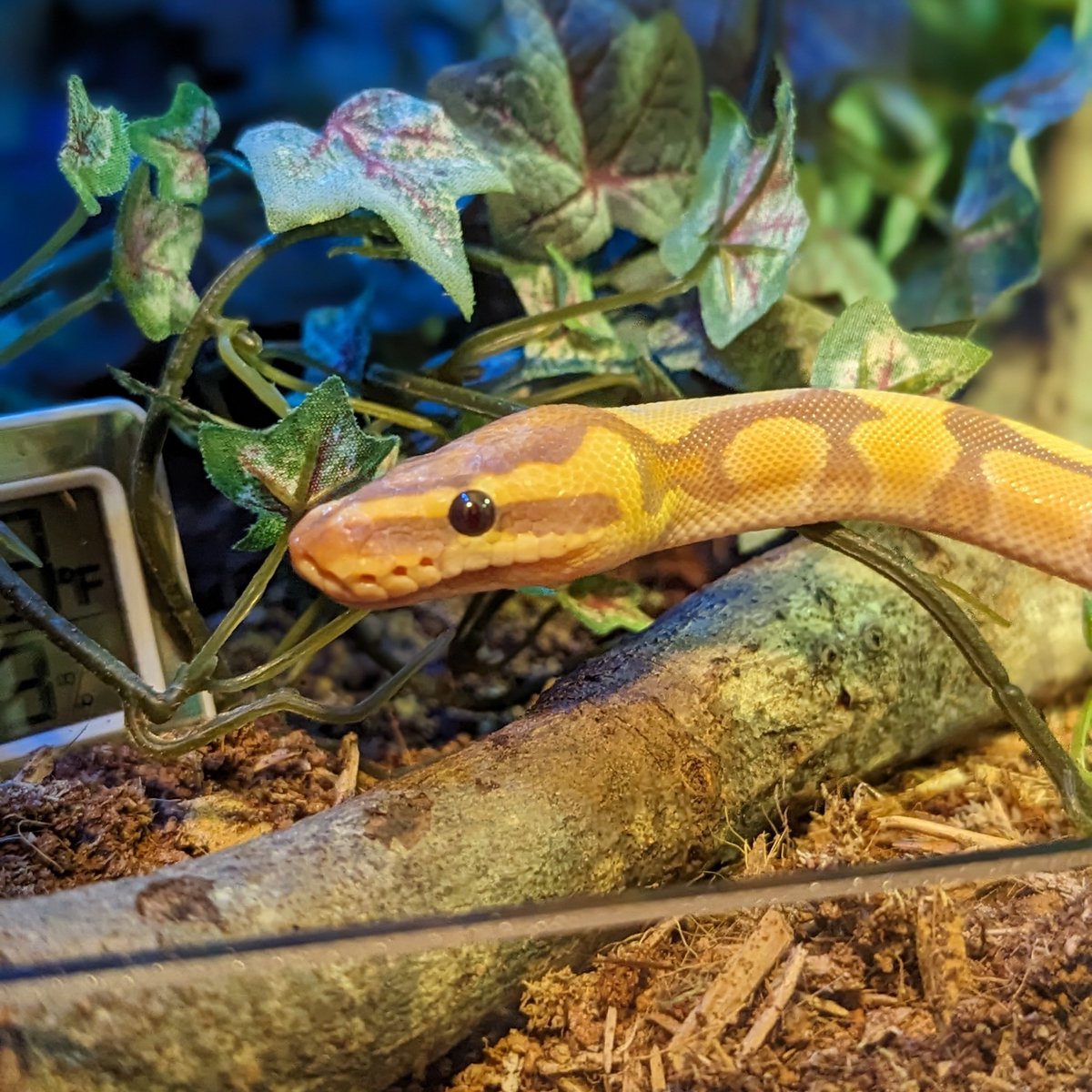 TheKillerRabbit's tweet image. His first shed with me went perfectly. I'm such a proud #snakemom 🥲