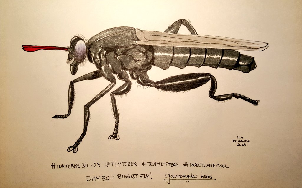 MAMirandaTweet's tweet photo. That's all folks!! We end #flytober here, a nice oportunity to enjoy drawing the diversity of flies for #inktober2023 thanks to Constance Taylor #teamdiptera for having the 😍😍 idea!! We end with Day 29: smallest fly; Day 30: biggest fly; Day 31: species to be described 😁 https://t.co/xLASEUMtMp