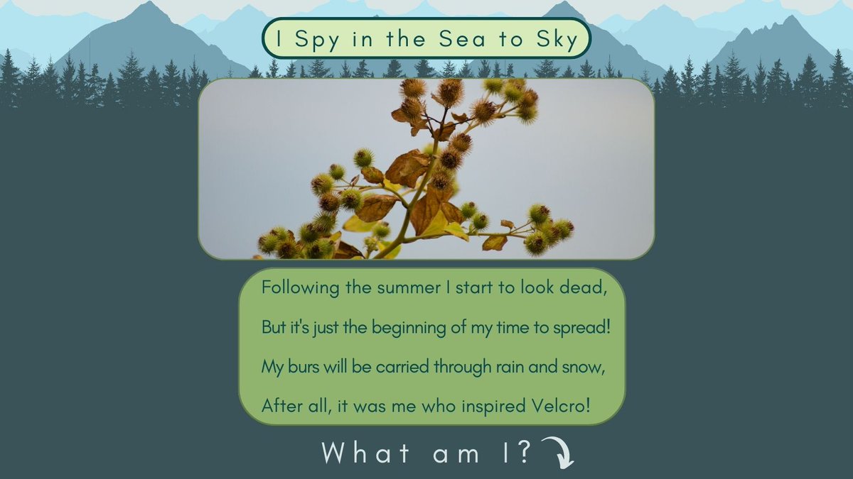 Sea To Sky Invasives tweet media