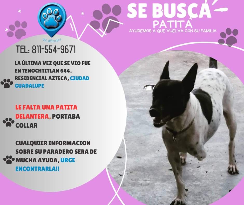 Se perdió en RESIDENCIAL AZTECA EN GPE
Le falta la patita delantera
Ayúdalo a regresar a su hogar... INFORMACIÓN AL 8115549671
<a href="/AVISOSMTY/">AVISOSMTY</a> <a href="/ComunidadMTY/">Comunidad Monterrey</a> <a href="/aztecacomunidad/">#ComunidadAzteca</a> <a href="/Cicmty/">CIC</a> <a href="/buscandoajunior/">Buscando a Junior</a> <a href="/Informativo3651/">Informativo365</a> <a href="/JudithMedrano/">Judith Medrano</a>