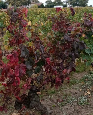 🇬🇧  Autumn is coming!

🇫🇷  L'automne arrive !