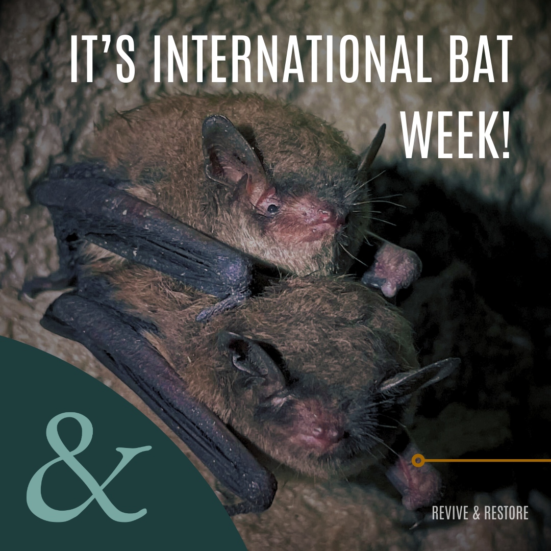 Revive_Restore's tweet photo. On this final day of #internationalbatweek, let’s celebrate the vital role bats play in our world and do what we can to ensure their future 🦇✨ Meet a few of the bat species we are #biobanking today to protect genetic diversity while we can
Learn more: https://t.co/ugH1J359Aj https://t.co/Kc2oYmc2T3
