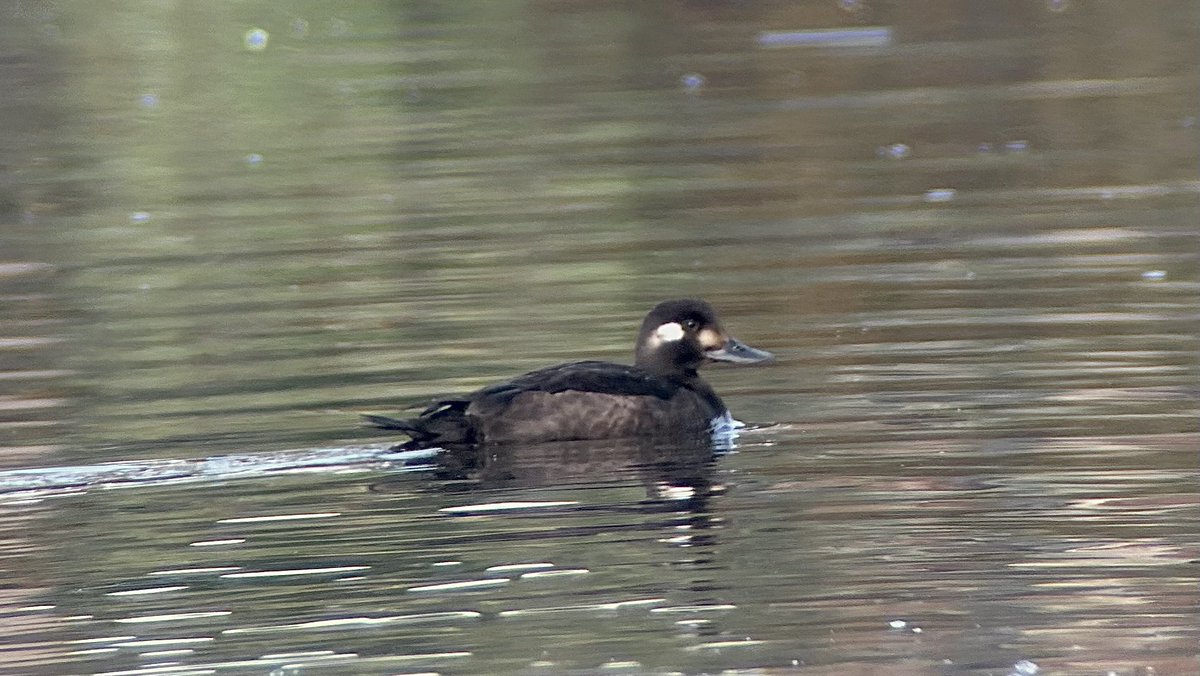 Velvet Scoter on Oulton Broad this morning, viewed from the Wherry Hotel.