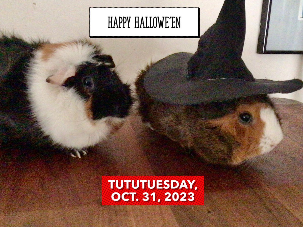 #TutuTuesday  #DarceyandLucy  #AllHallowsEve