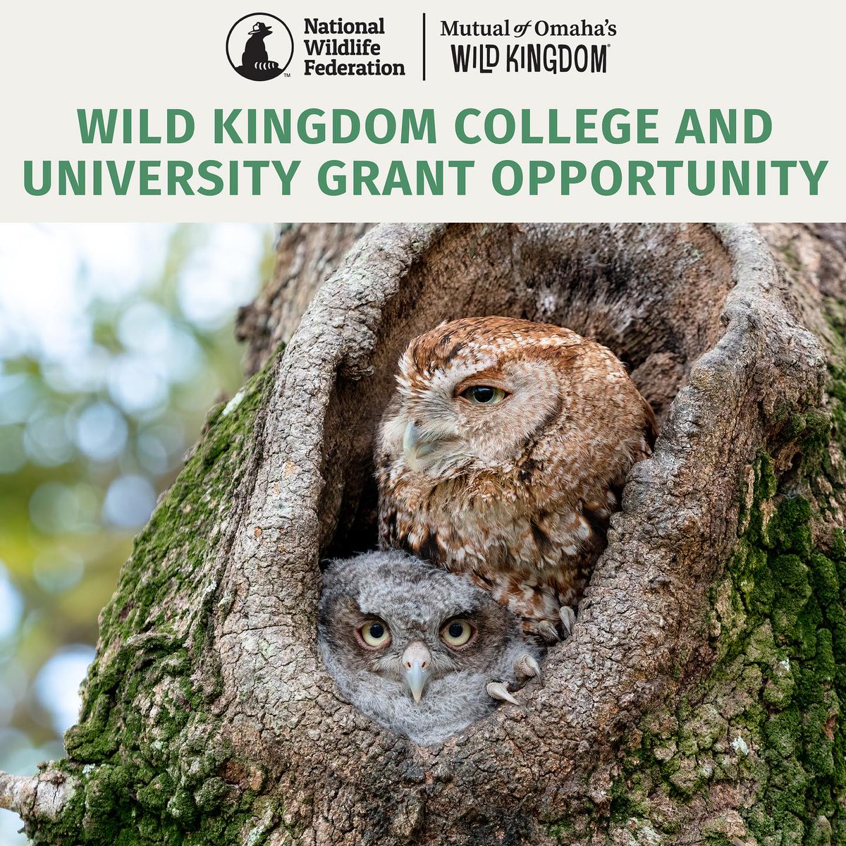 Announcing the 2023-2024 Mutual of Omaha's @WildKingdom College and University Grant Program. 🏕️📚 @EcoSchoolsUSA If you are: ✅Faculty or staff at a college/university ✅Passionate about wildlife conservation Check your eligibility here 📲: ow.ly/gtcI50Q0cN6