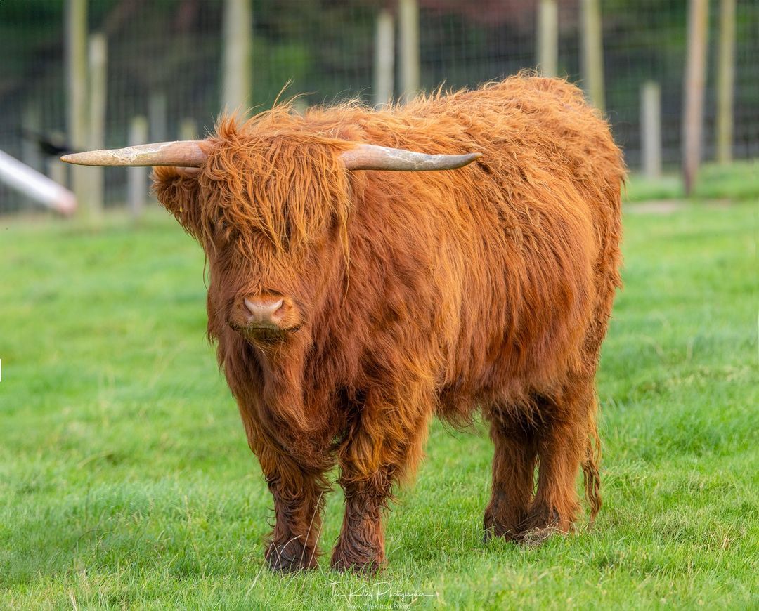 ScotsMagazine's tweet photo. Happy #coosday !

A very cute coo at Heads of Ayr Farm Park. 

📸 thekiltedphoto https://t.co/4KpLiiXXVm