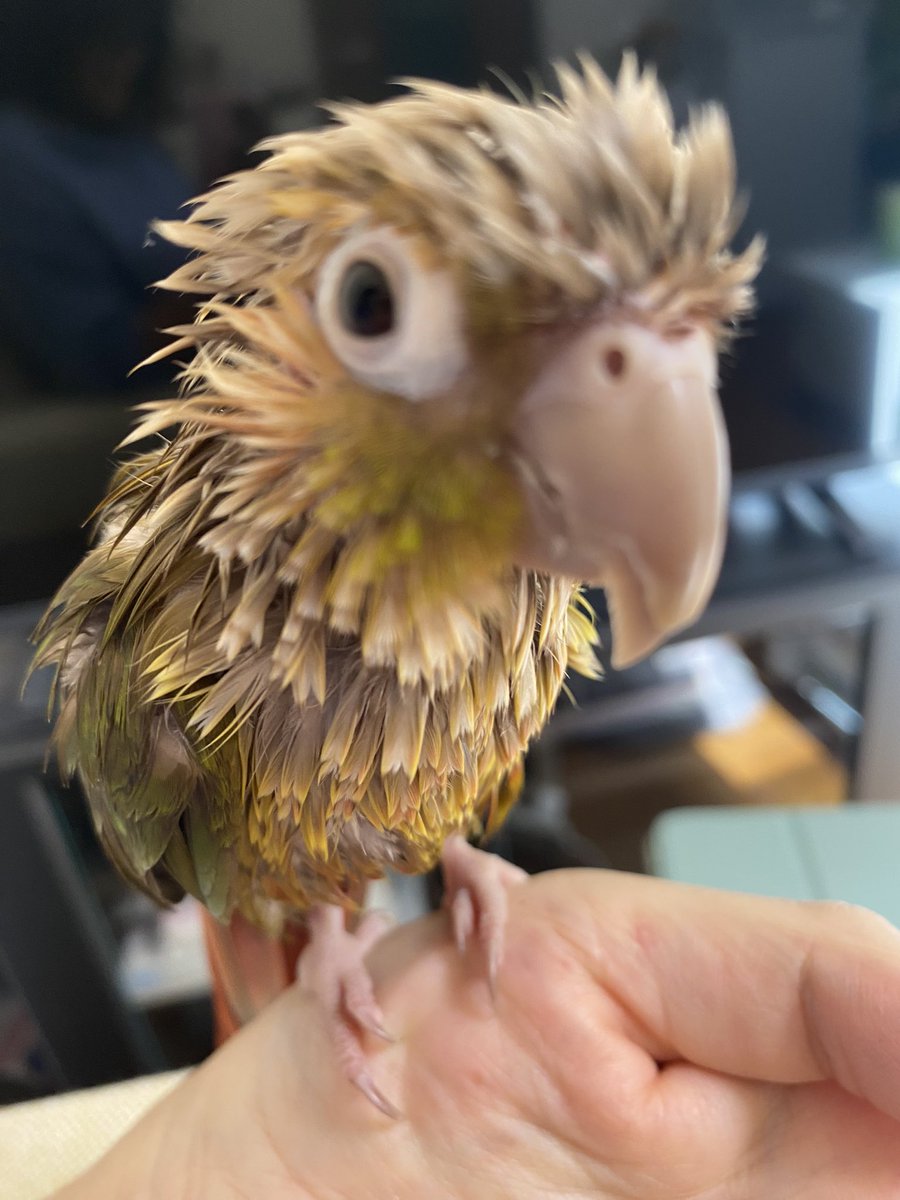 cocotte_san's tweet photo. How can I be so not waterproof?
#greencheekconure #parrot #parakeet #lifewithbirds https://t.co/KWWBSh3rB1