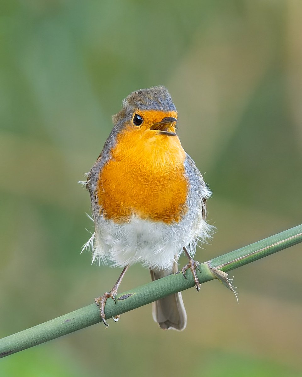 Kızılgerdan ( European Robin )
Sony A7R5
Sony FE 200-600mm
#wildlifephotography #naturephotography #wildlife #birds #sonyalphatr #birdphotography #sonyalpha #birdwatching #kızılgerdan #europeanrobin