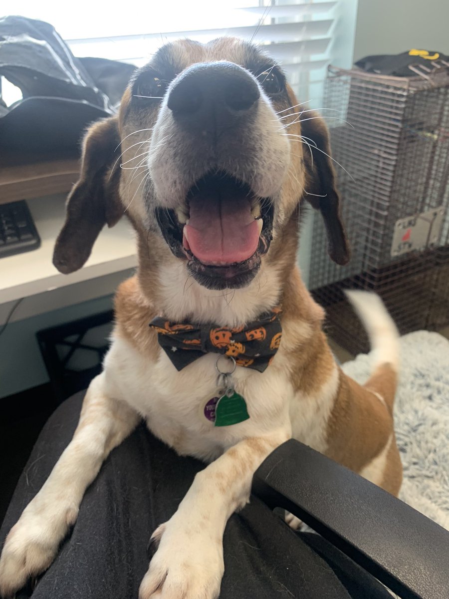 midgi32's tweet photo. Me n Boops are bein Halloweeny at work. 😘🎃 https://t.co/DrbEthIzdl