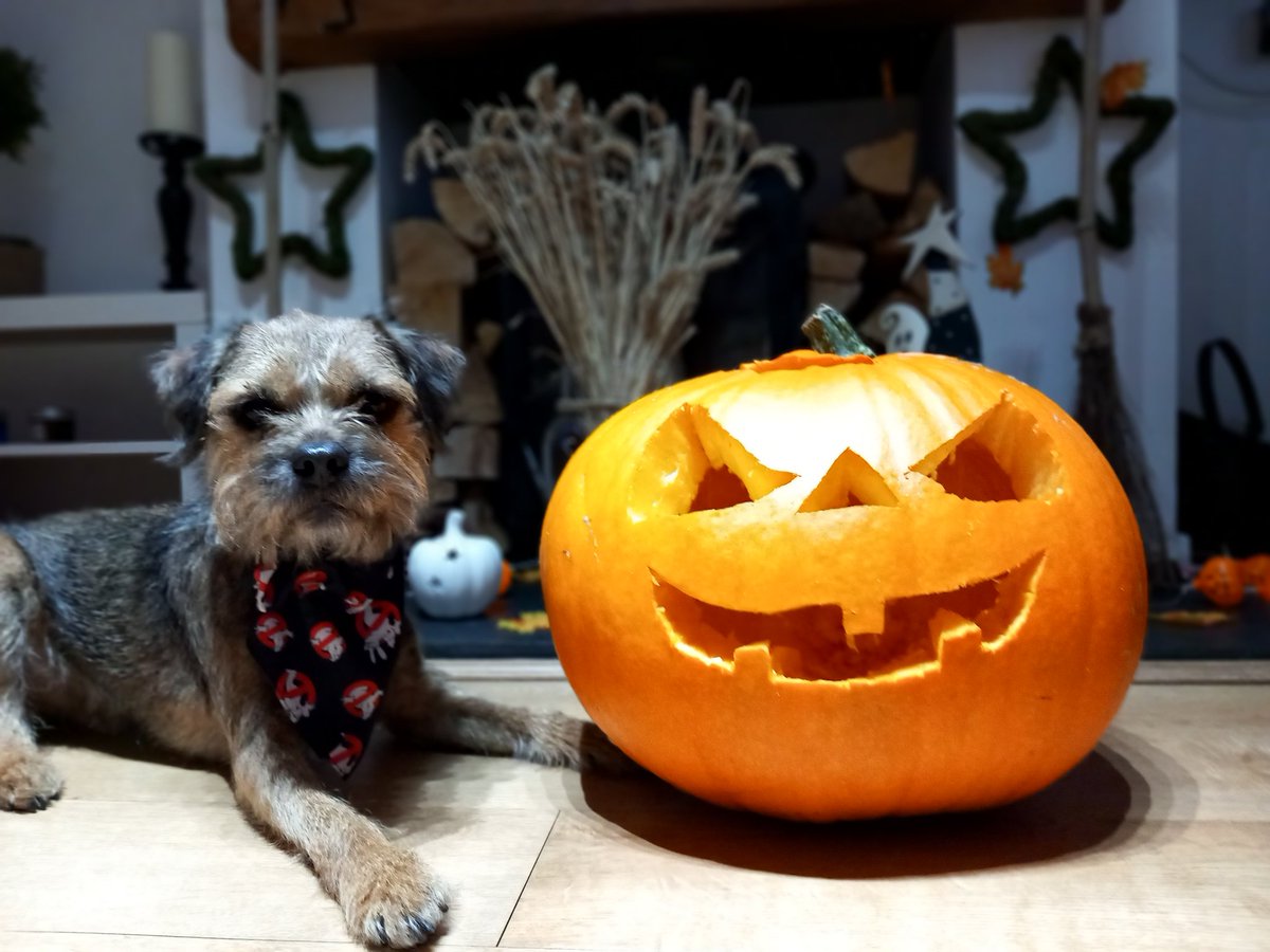 Kobe Border Terrier tweet media