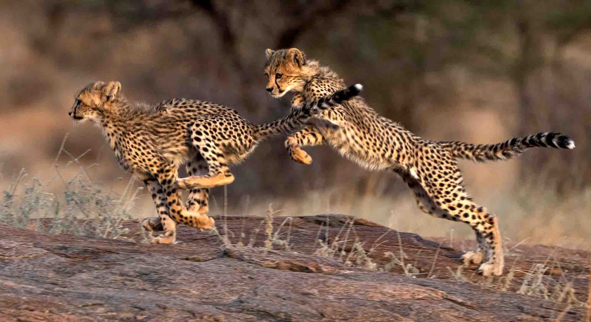 Cheetah cubs at play in Samburu Reserve, Kenya. #Africa #wildlifephotography #Nikon