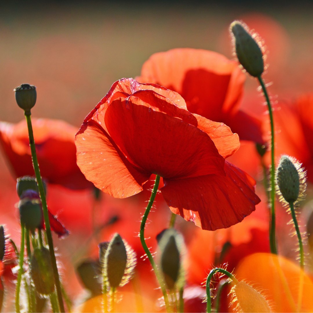 🌹 On this Remembrance Day, we honour and remember those who made sacrifices for our freedom.

We stand together in gratitude, to the brave individuals who served their nation. 🕊️ 

#RemembranceDay #LestWeForget