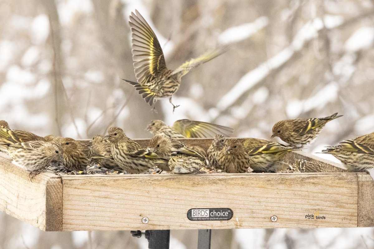 When Pine Siskins visit, expect a flock!