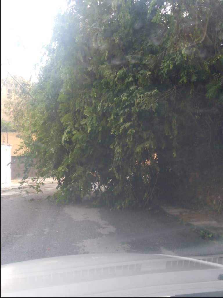 Diana Rojas Bianco tweet media