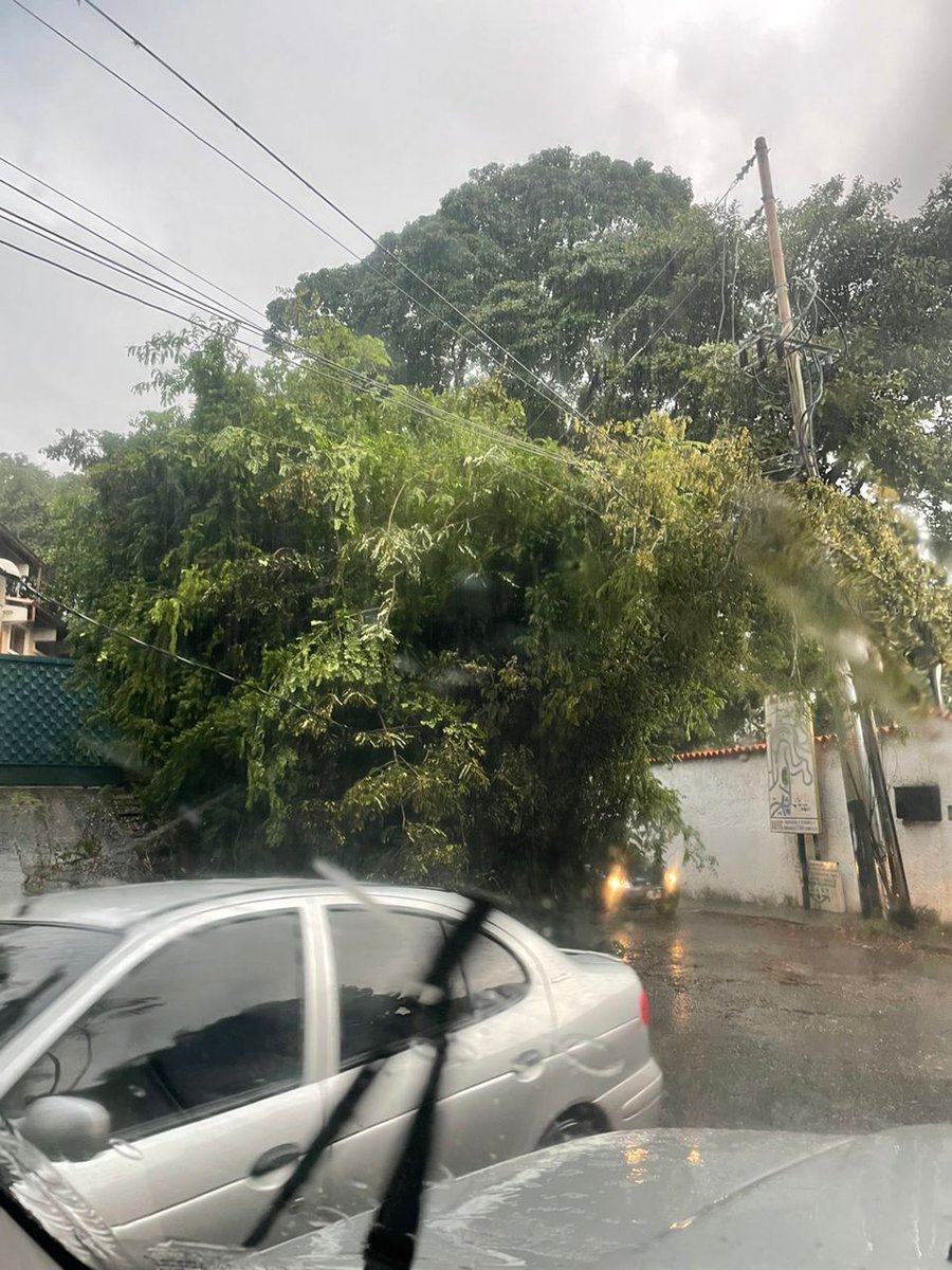 Diana Rojas Bianco tweet media