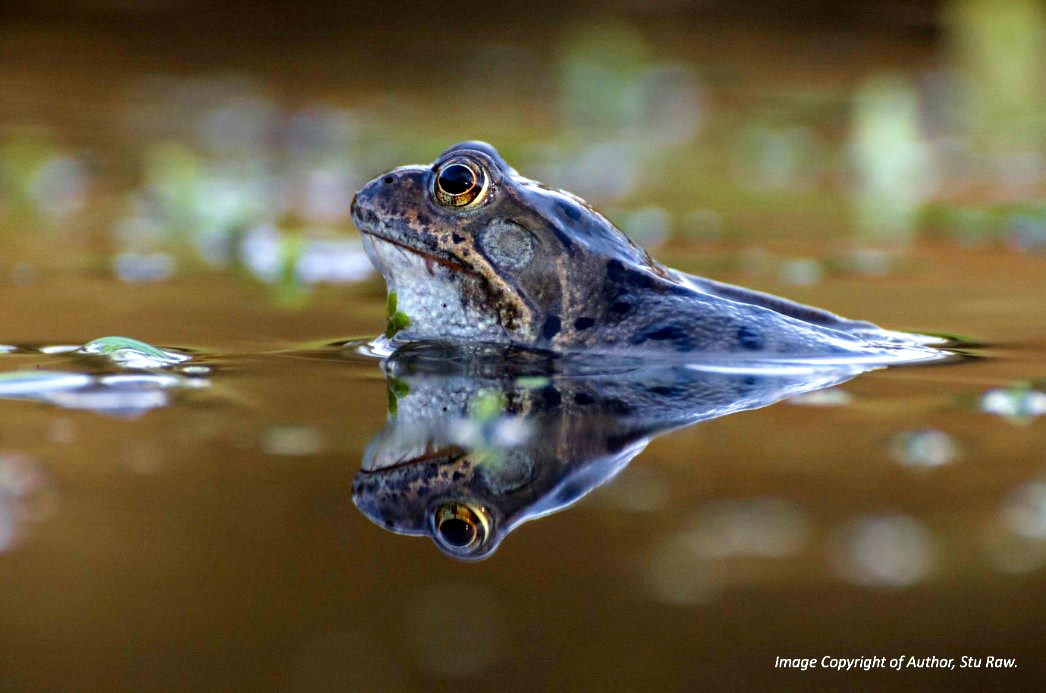 Fancy a true ghost story for Halloween? Set on UK farms, where the spectres of former ponds haunt the landscape? See the latest blog by our Sustainability Analyst, Stu Raw. ow.ly/cSW650Q1shZ #farming #carboncapture #greenhousegasemissions #biodiversity