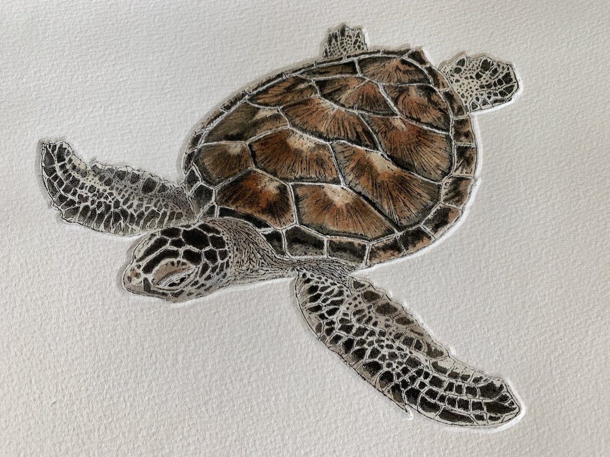 Green turtle etching hand coloured and finished. #turtles #shellshock #marinelife #etchings #plymouthprintmaker