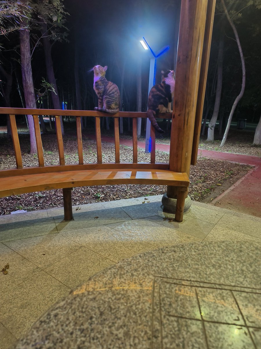 夜晚一个人坐在亭子里，有猫猫陪着，“你也要吃糖嘛”