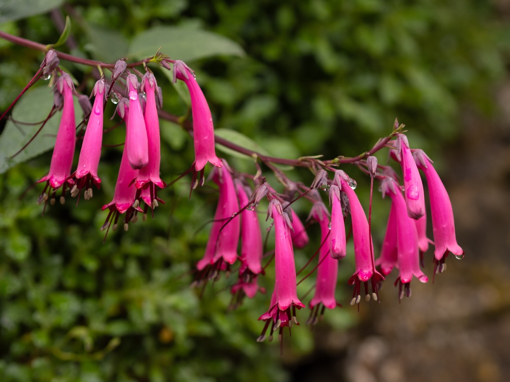 Colourful, adaptable and feisty, Cape fuchsia (Phygelius) is a great garden plant that brings an endless supply of trumpet-shaped blossoms from June until November.

#capefushia #phygelius #flowersofinstagram #perennials #flowerphotography #plantinspiration #gardenphotography