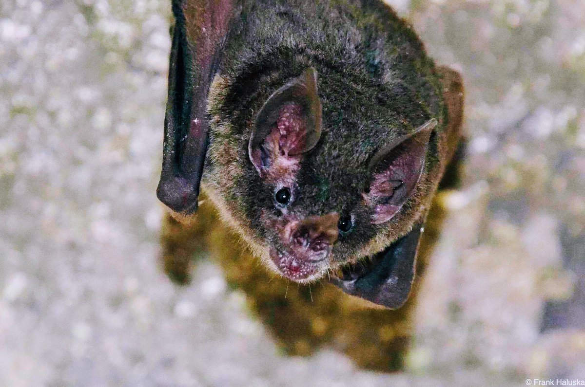 #HappyHalloween! 🦇 

Whether you think #bats are creepy or cute, they are important to our ecosystem. They primarily eat seeds, fruits, and insects making them essential pollinators, pest control &amp; seed distributers!  Bats make up 58% of mammals in Belize.