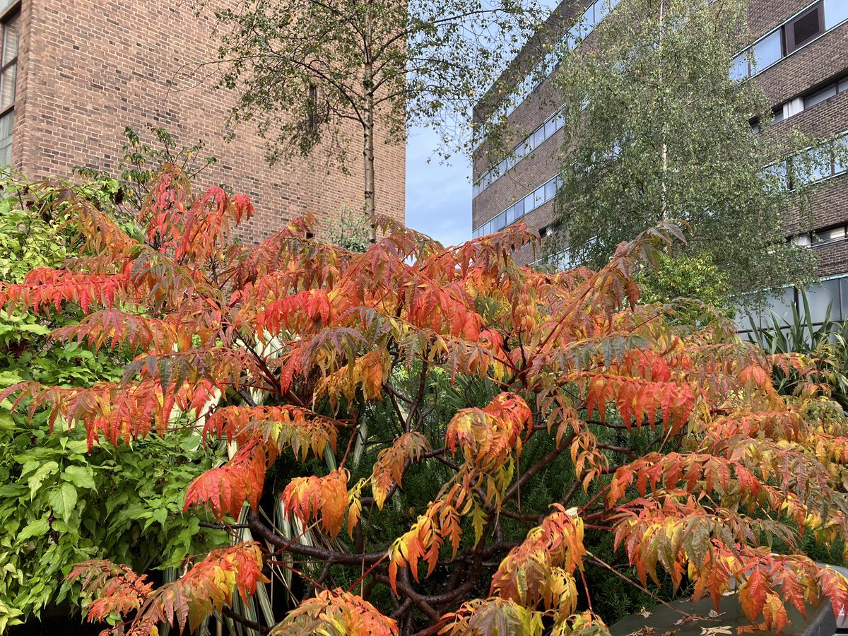 LeeAssessor's tweet photo. Autumn colour @UniofNewcastle @NUEstates https://t.co/CNTNA4DvuK