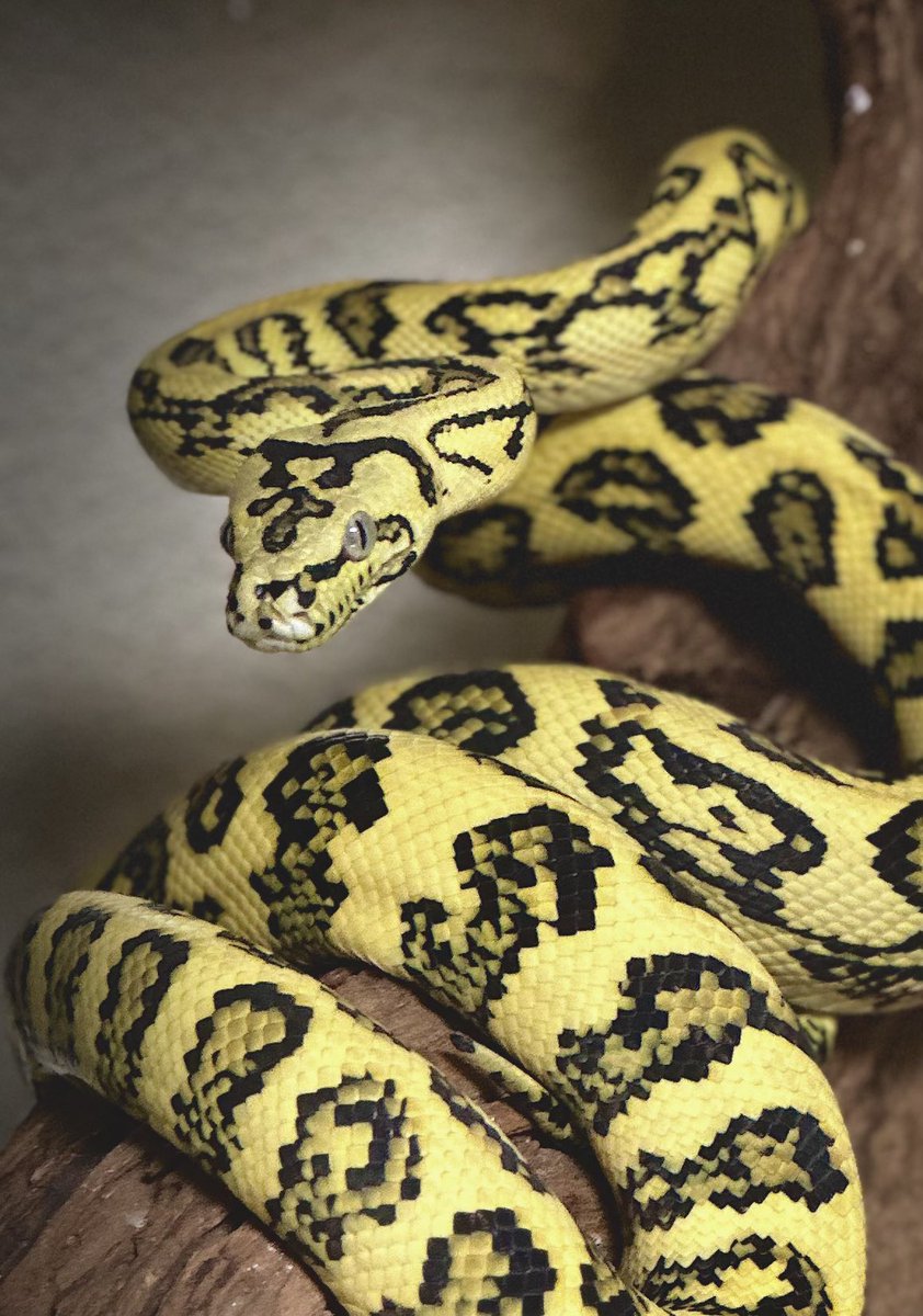 0706Katwo's tweet image. かっこよき😎
#カーペットパイソン #carpetpython