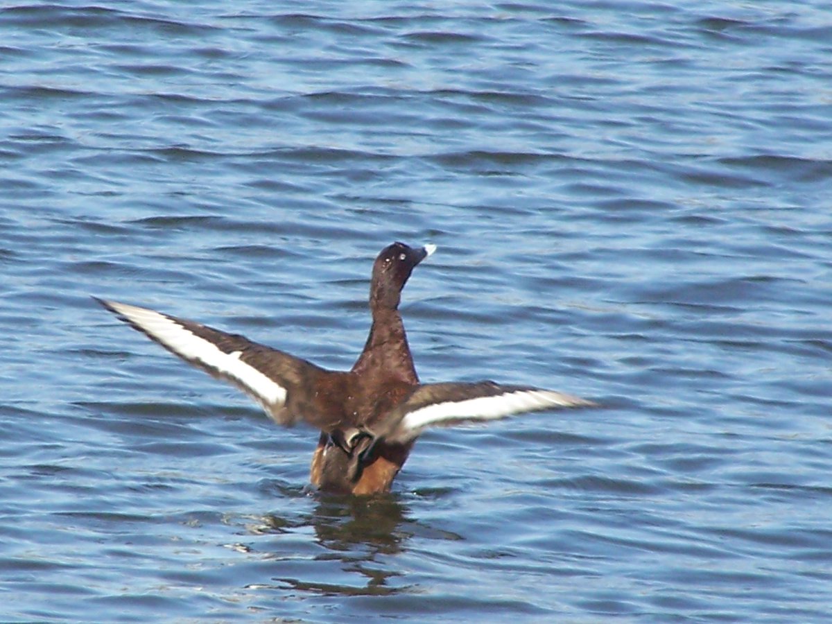 Birdlife at Mt Morgan dam, #Ducks .  #birds #BirdsOfTwitter  #photography #nature #photo #shotoftheday facebook.com/TimeTraveller9…