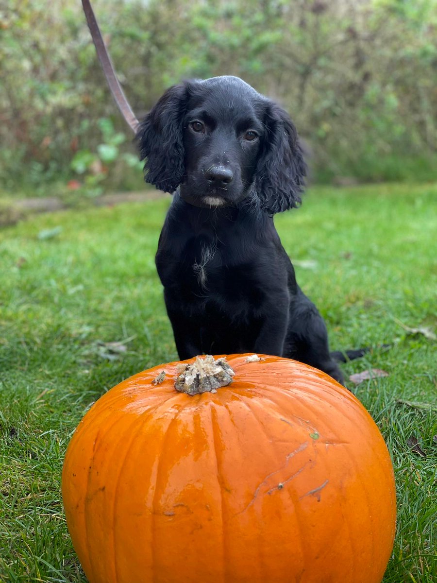 Meet our newest recruit, trainee Police Dog Ralph! 🐾 He is 13 weeks old and a very excited pup, ready to learn all the tricks of the trade in becoming a search dog. Oh, and he also wanted to say Happy Halloween today 😋