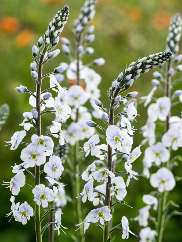 Veronica gentianoides 'Tissington White' is a popular mail order choice this week.  A Hardy's reintroduction, this plant was found in a garden in the village of Tissington, Derbyshire.  Find yours at: hardysplants.co.uk