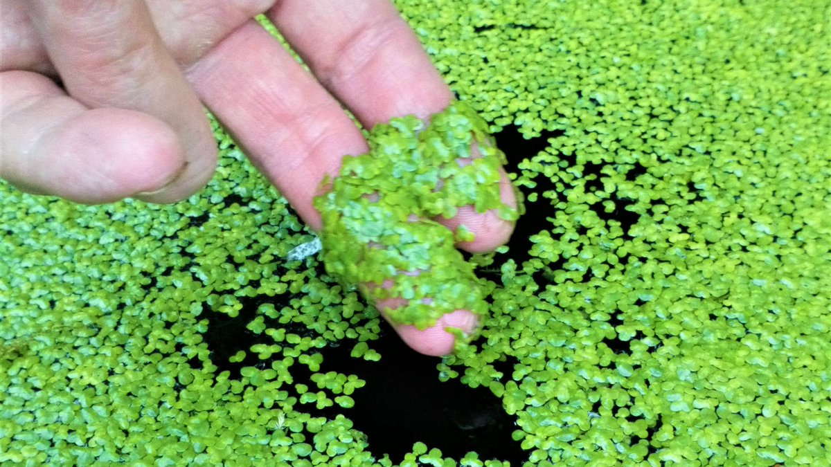 We are looking forward to BioFarm 2023, Ireland’s Biological Farming Conference in Adare organised by @NatOrgSkill. We will present our #duckweed work, and the role it can play in the #irishbioeconomy
#CircularEconomy @BrainwavesEU @eriucc @uccBEES