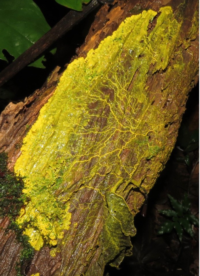 Slime molds can move, but they don’t have brains. They’re a unique group of organisms that exhibit characteristics of both animals and fungi, and they're spooky-smart. Beware of today's EarthDate episode about these other-worldly 'things': earthdate.org/episodes/spook…