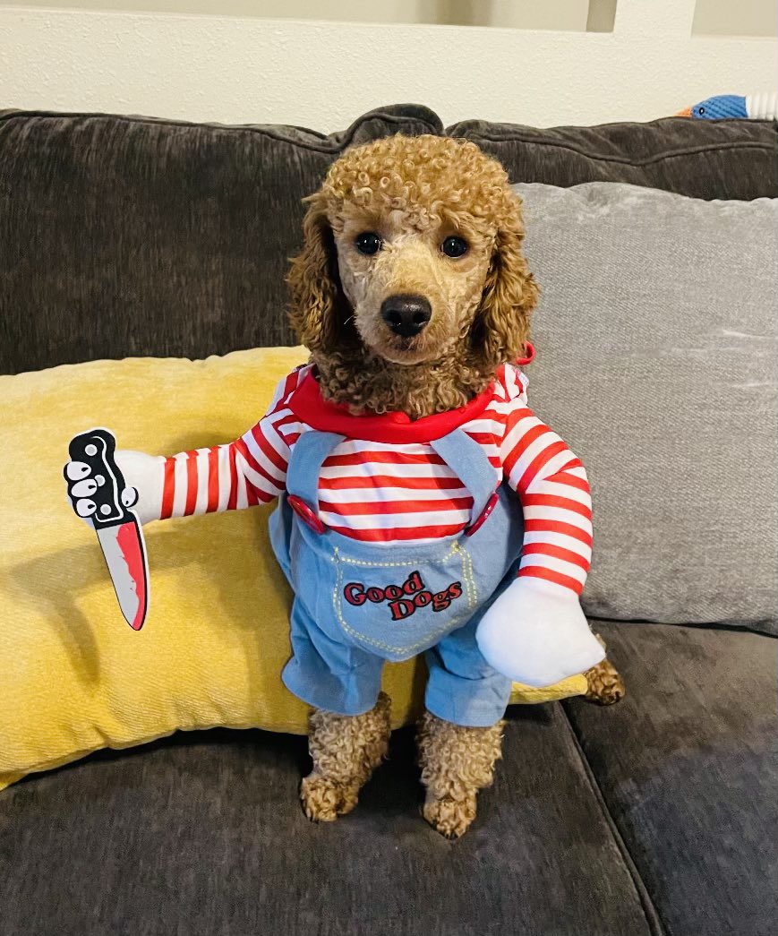 Bear wishes you a very scary Halloween! 🔪 

#UnleashTheFun