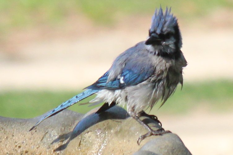 sputterfuss6's tweet photo. #bird #birdtwitter #flight #photography #veryclean #bluejay #perched https://t.co/huKarpm1h8