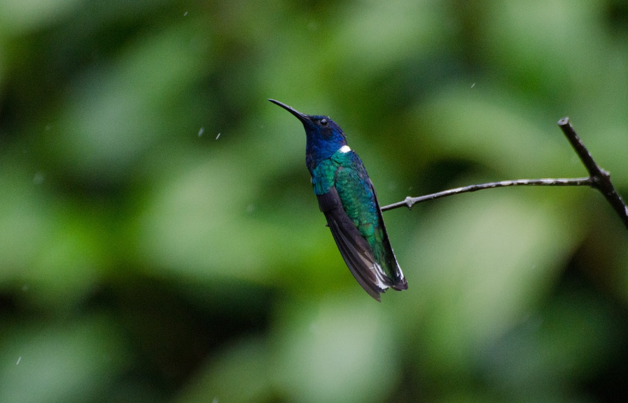 BU Biology & Zoology tweet media