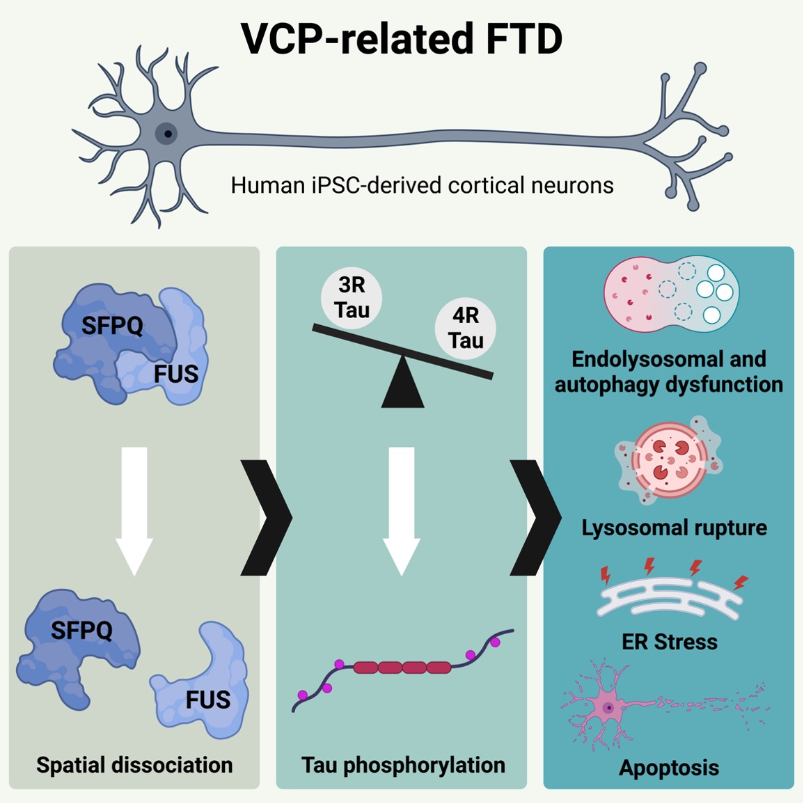 Our latest @Brain1878: Elevated 4R tau drives neurodegeneration in VCP-related frontotemporal dementia. Link: academic.oup.com/brain/advance-… Led by the very talented Dr Christy Hung (currently applying for faculty positions!) @Patanilab @The_MRC @UCLIoN @mndassoc @MNDoddie5 @TheCrick