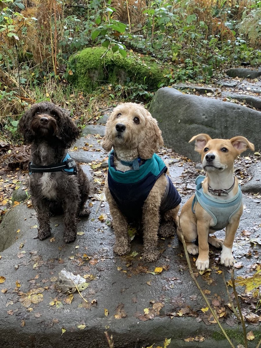 Dog day at Grindleford